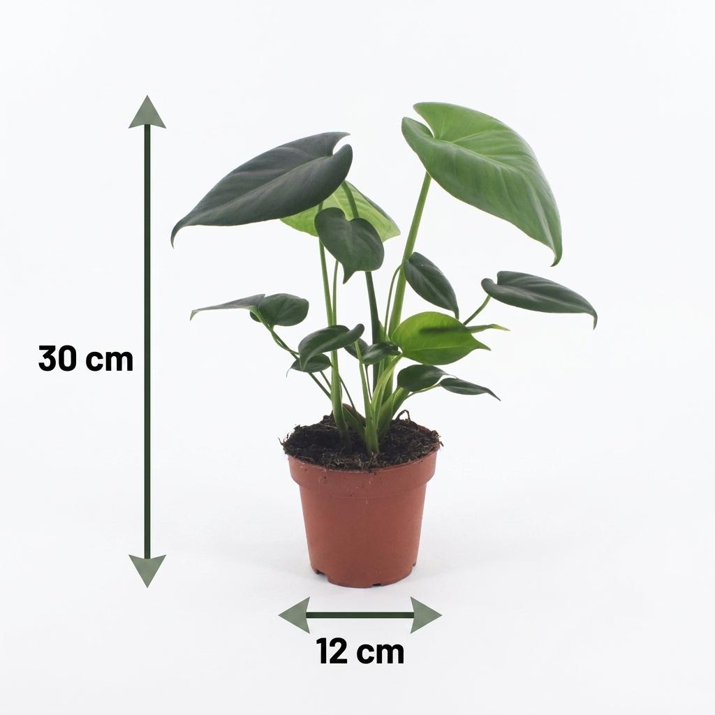 Monstera Deliciosa - Swiss Cheese Plant - 4 Plants - with Basket - Pot 12cm - Height 30cm