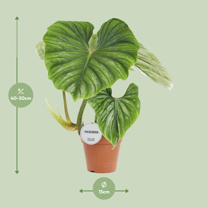 Philodendron Plowmanii 15cm Pot - Low Light Houseplant 50cm Tall