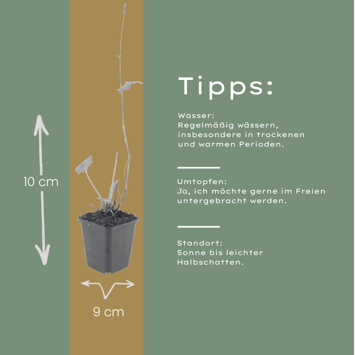 60x Persicaria a. 'Speciosa' - ↕10-25cm - Ø9cm