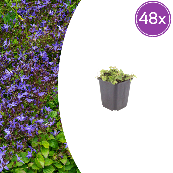 48x Campanula poscharskyana - ↕10-25cm - Ø9cm