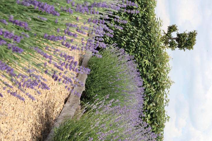 Lavandula Angustifolia: 72 True Lavender Plants – Fragrant, Versatile & Bee-Friendly – Buy Now!