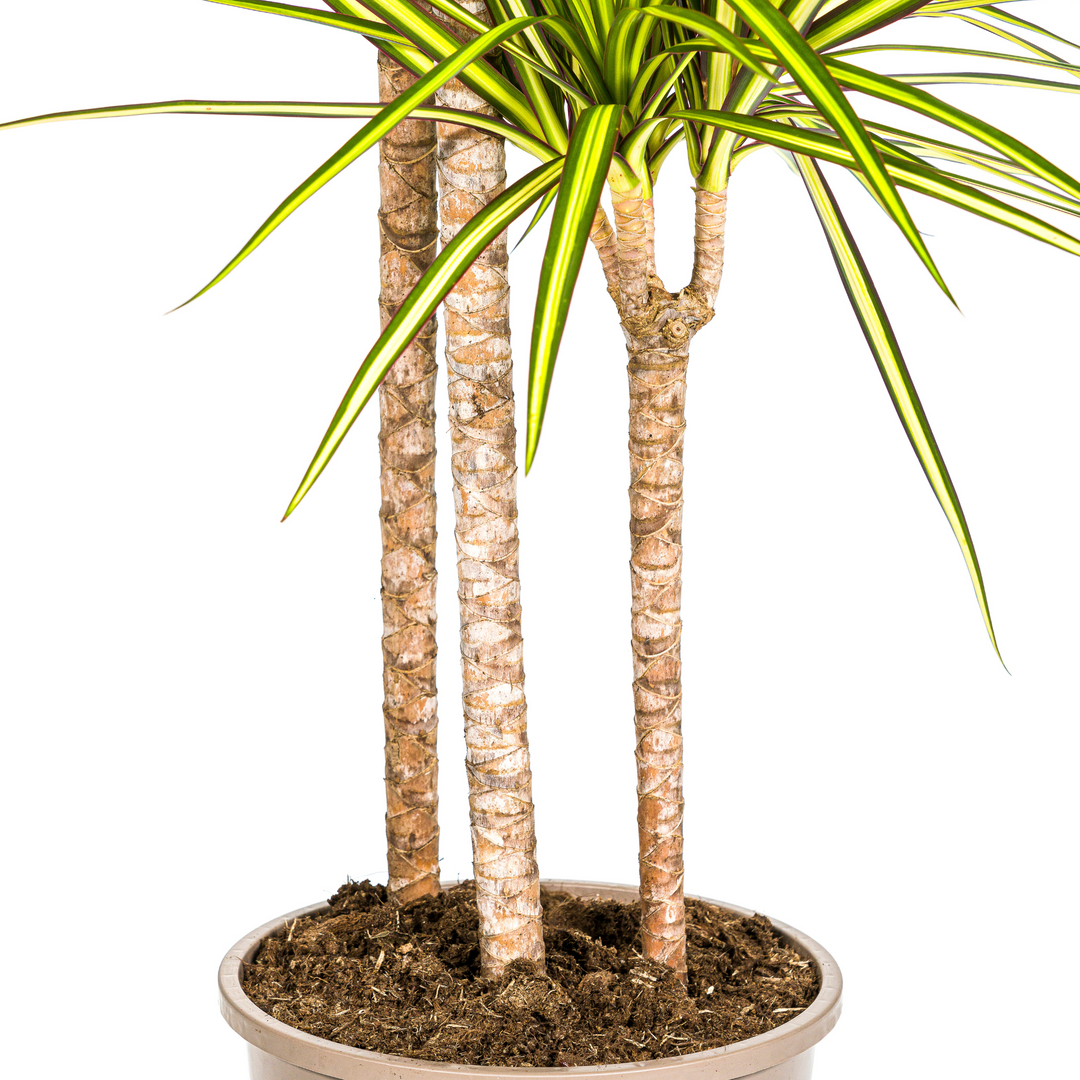 Dracaena Marginata Sunray with Basket Ø24cm | 130-150cm