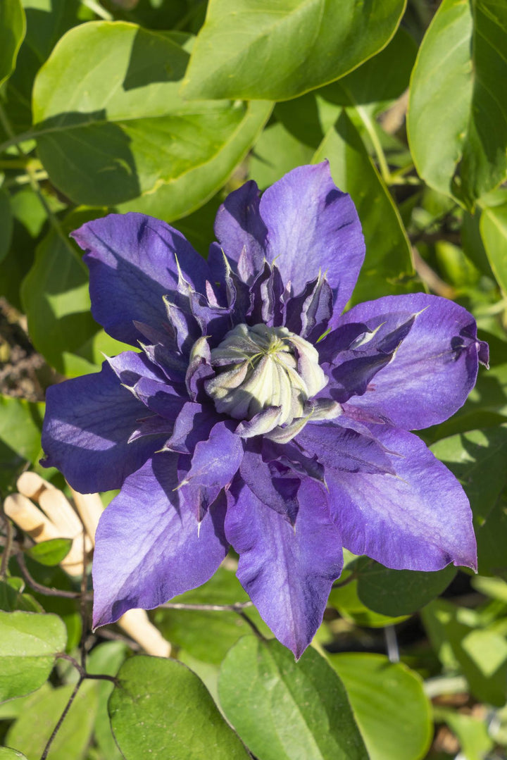 Clematis Multi Blue - Double Flowering Climbing Plant 65cm