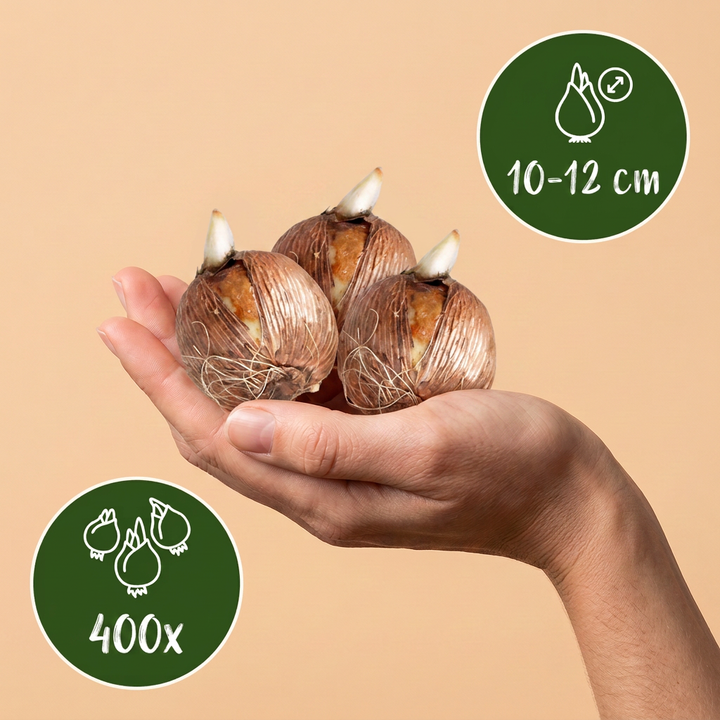 400x Bulb Shade Garden - Jardin d'ombre aux bulbes - Divers - Floraison estivale - Calibre 10/12