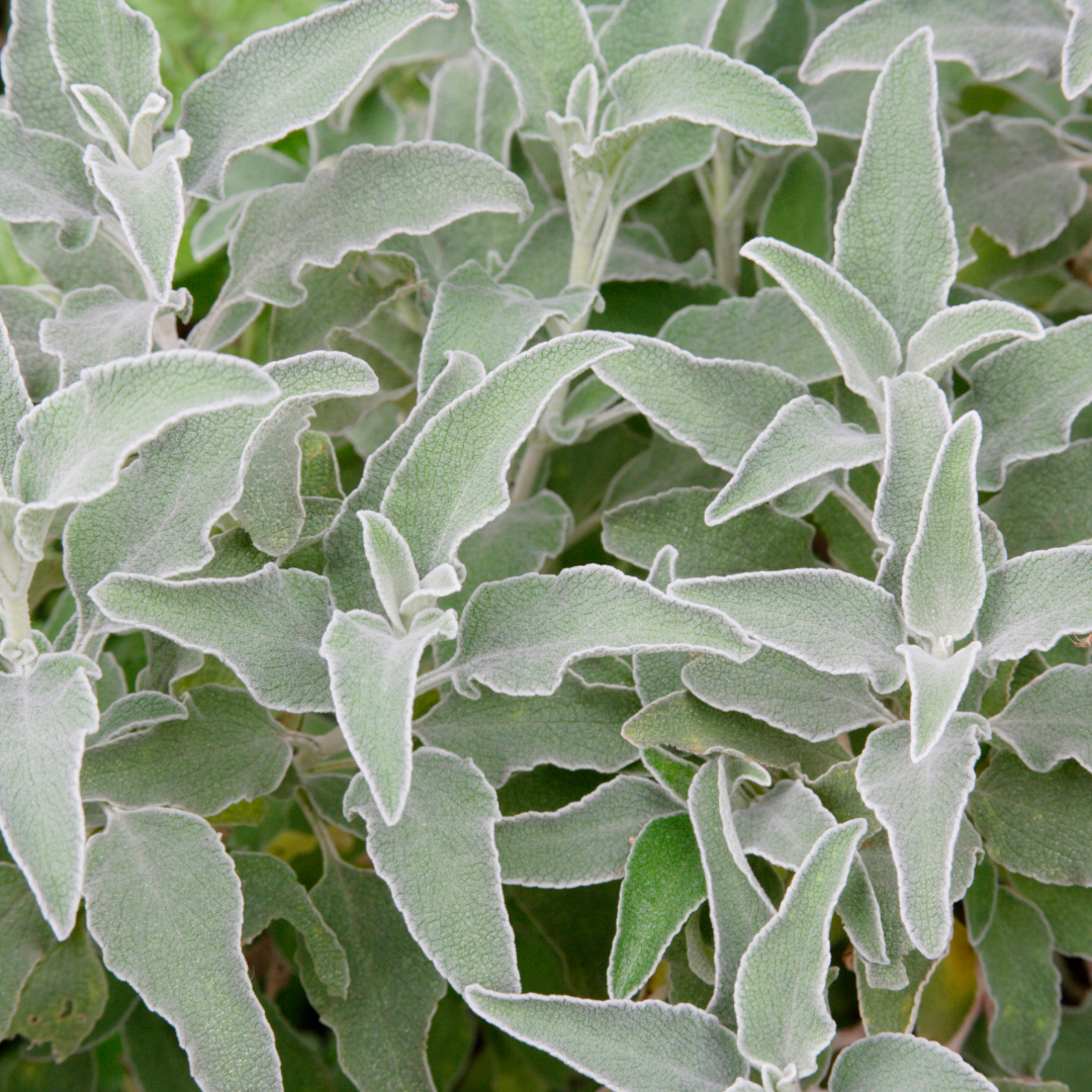 6x Stachys byzantina - ↕10-25cm - Ø9cm
