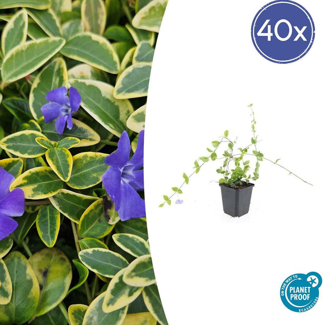 40x Vinca minor 'Blue and Gold' - Variegated Periwinkle Ground Cover - 10-25cm