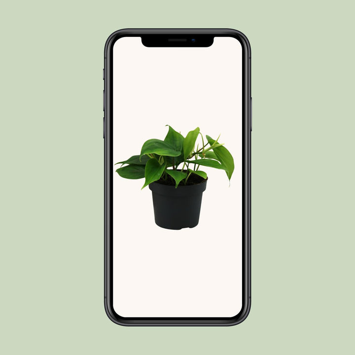 Philodendron Scandens in a 12cm pot, vibrant green foliage, easy care indoor houseplant by Everspring.