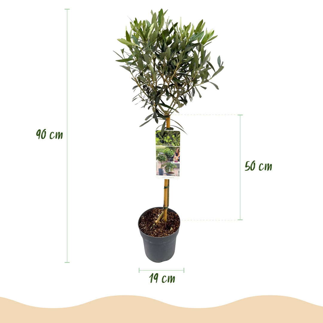 Olea Europaea olive tree on stem 90cm — single woody trunk with rounded canopy of grey-green olive leaves in a Ø19cm pot, evergreen terrace and balcony tree