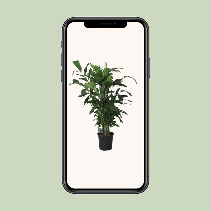 Fishtail Palm Caryota Mitis 120cm - Indoor Tropical Plant 24cm Pot