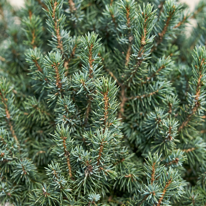 Picea glauca Sander's Blue Blue Alberta Spruce Christmas tree, approx. 60 cm tall, image 4