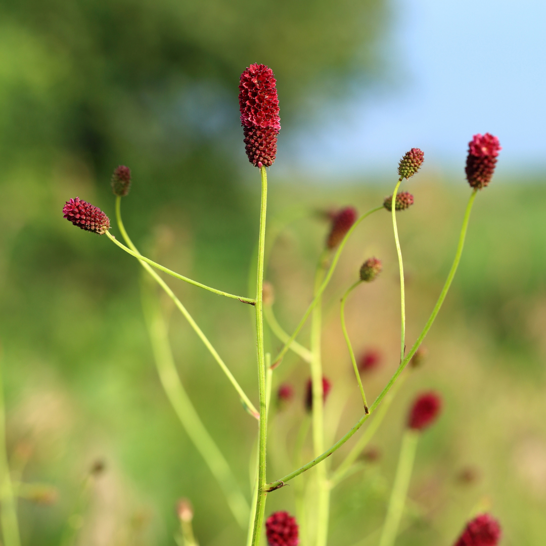 24x Sanguisorba o. 'Tanna' - ↕10-25cm - Ø9cm
