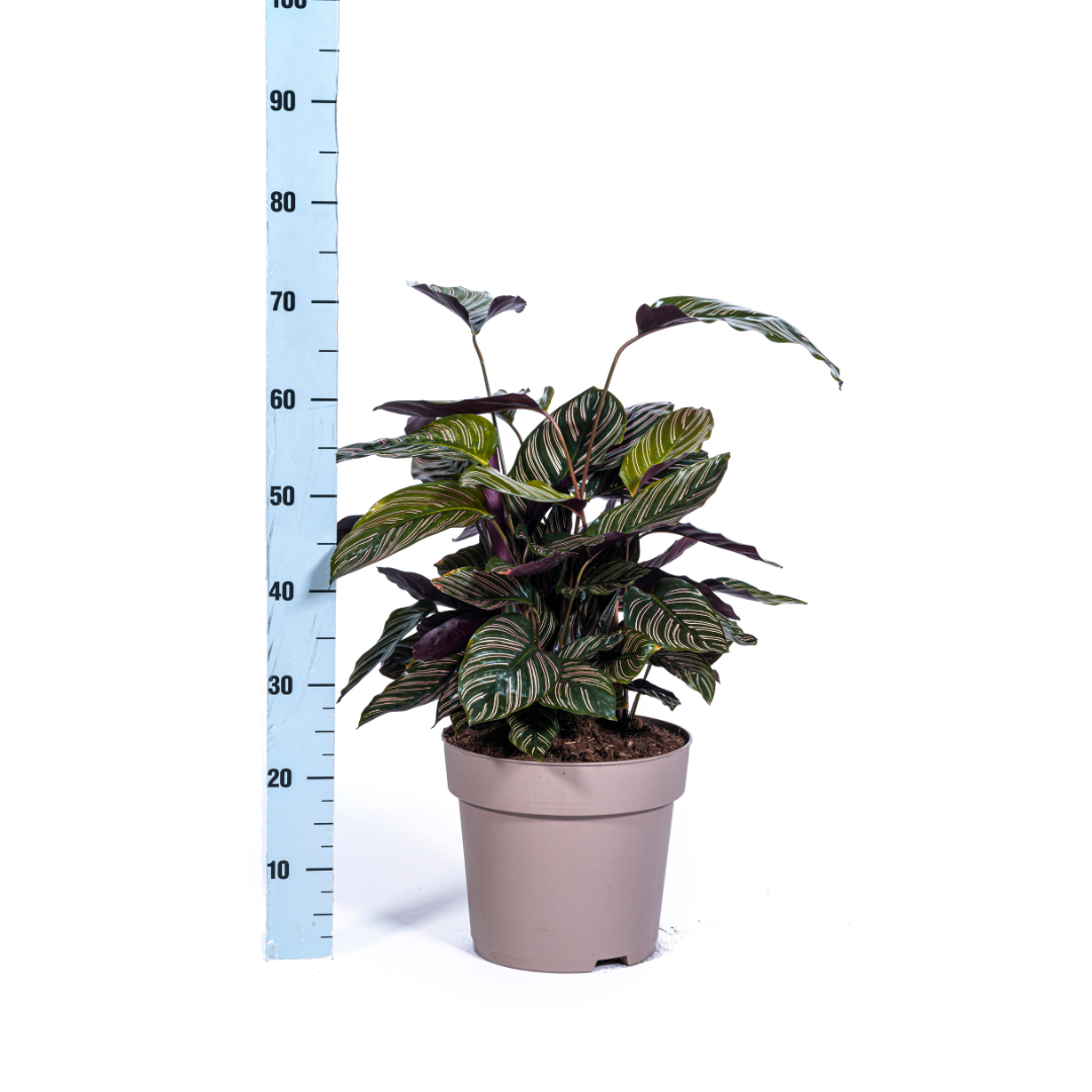 Calathea ornata Sanderiana - view 5
