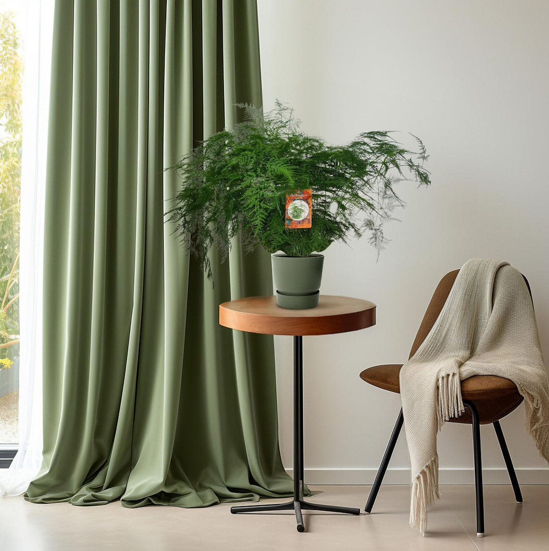 Asparagus Fern Plant - 70cm Tall Air Purifying Indoor Plant