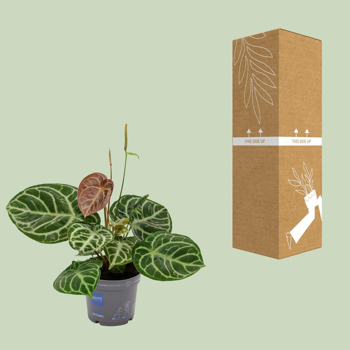 Anthurium Plant 40cm - 17cm Pot Indoor Houseplant Heart Leaves