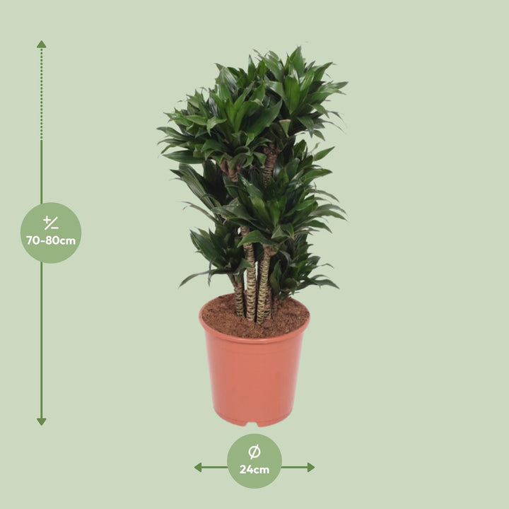 Dracaena Compacta Dragon Tree - 80cm Air Purifying Houseplant