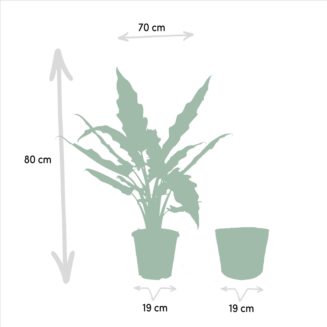 Alocasia Cucullata & Lauterbachiana Set - Air Purifying Plants