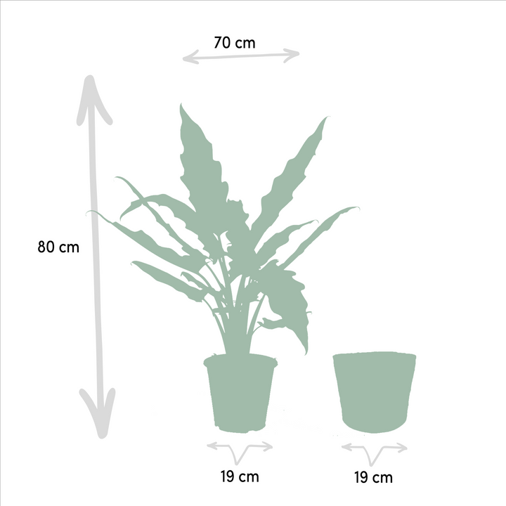 Alocasia Cucullata & Lauterbachiana Set - Air Purifying Plants