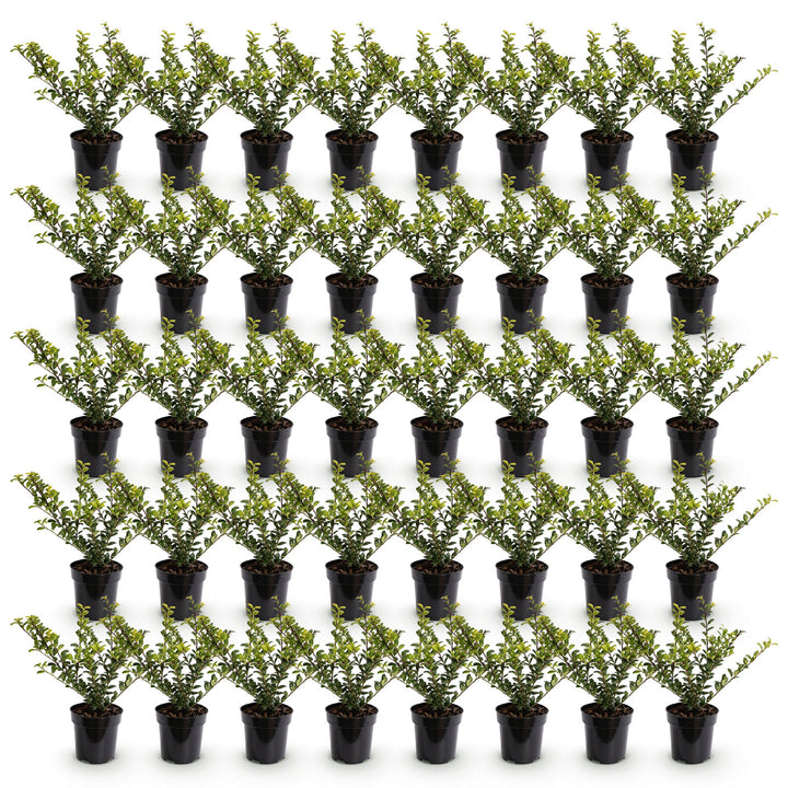 40 Ilex crenata 'Convexa' Japanese holly plants in 9cm pots, 20-30cm tall - view 2
