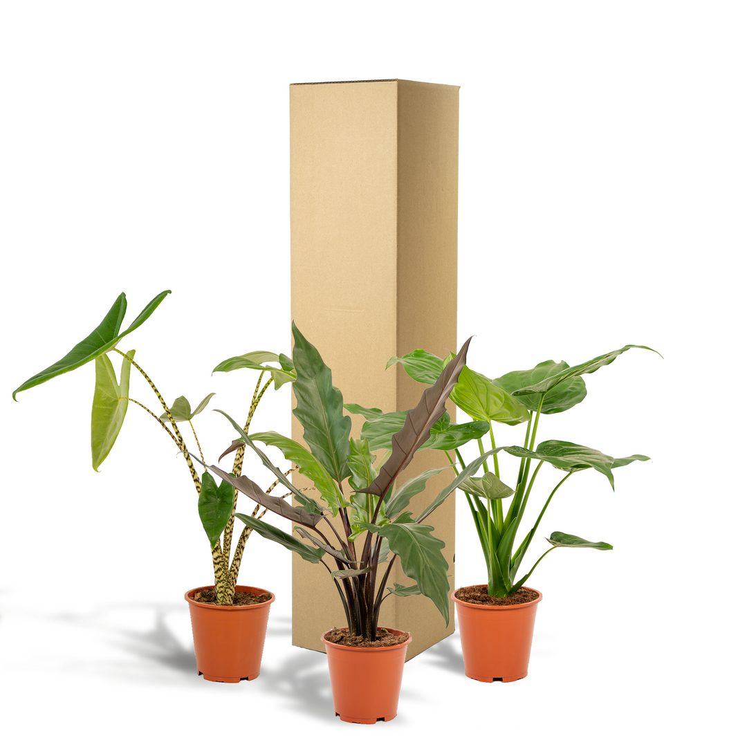 Alocasia Zebrina Plant - Zebra Striped Stems Indoor Houseplant 75cm