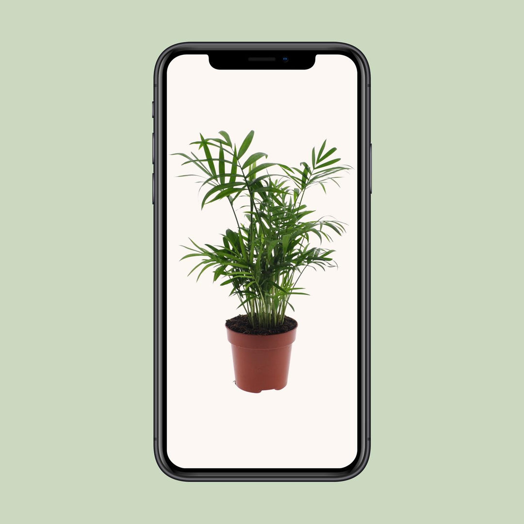 Chamaedorea Elegans Palm 40cm - Indoor Dwarf Mountain Palm Plant