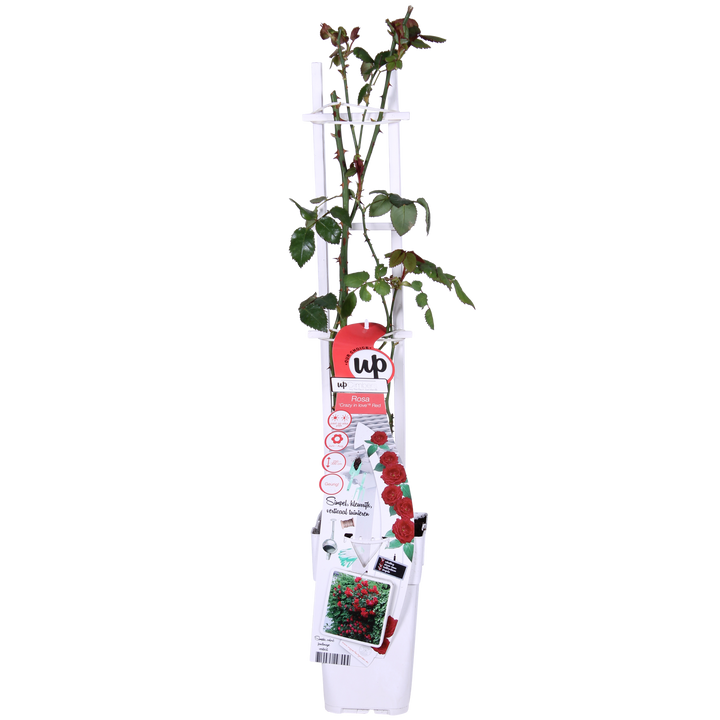 3x Rosa Crazy in Love Red - Fragrant Climbing Rose - Ø15cm - ↕65cm