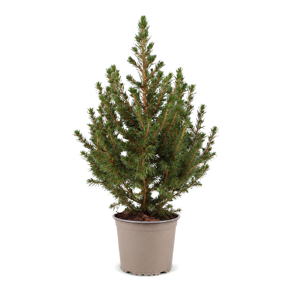 Picea glauca Conica Dwarf Alberta Spruce living Christmas tree in 13cm pot, image 2