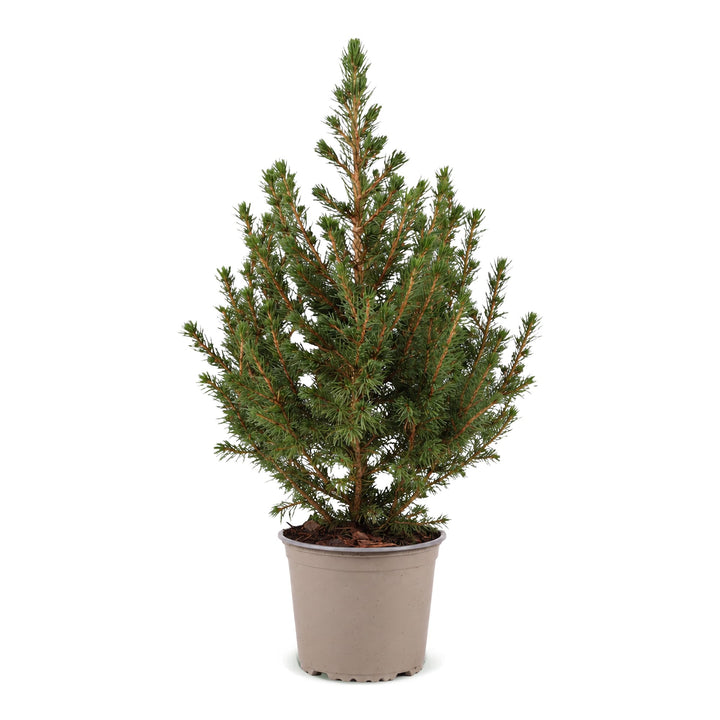 Picea glauca Conica Dwarf Alberta Spruce living Christmas tree in 13cm pot, image 2