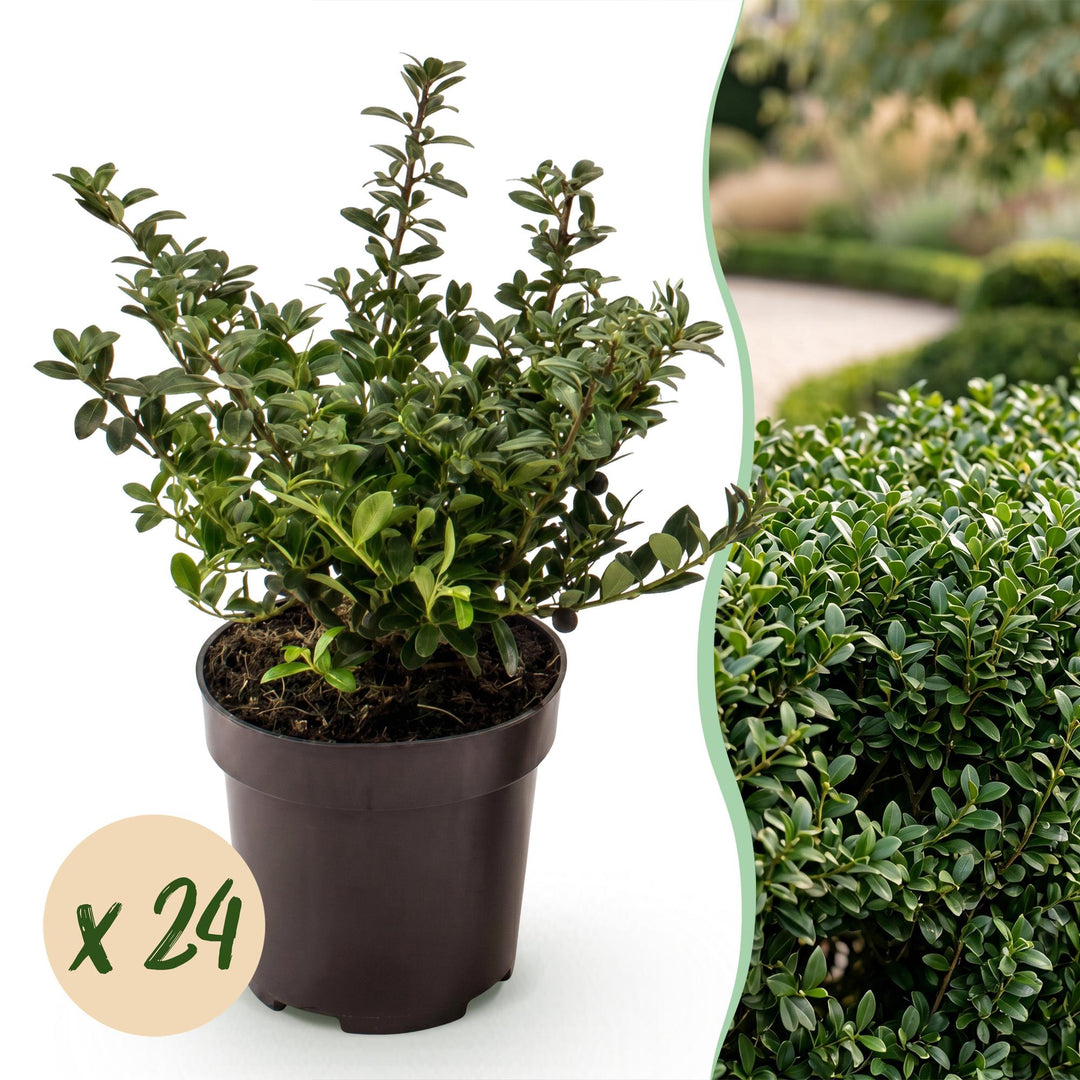 24 Ilex crenata Stokes Japanese holly plants in 9cm pots