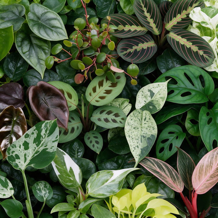 Baby Plants Surprise Box, 12 tropical plants in 6cm pots, image 4