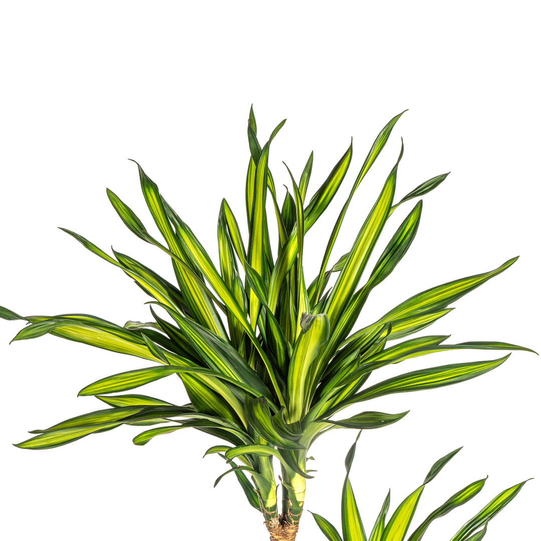 Dracaena Deremensis Rikki 130-150cm — Dragon Tree in 24cm pot