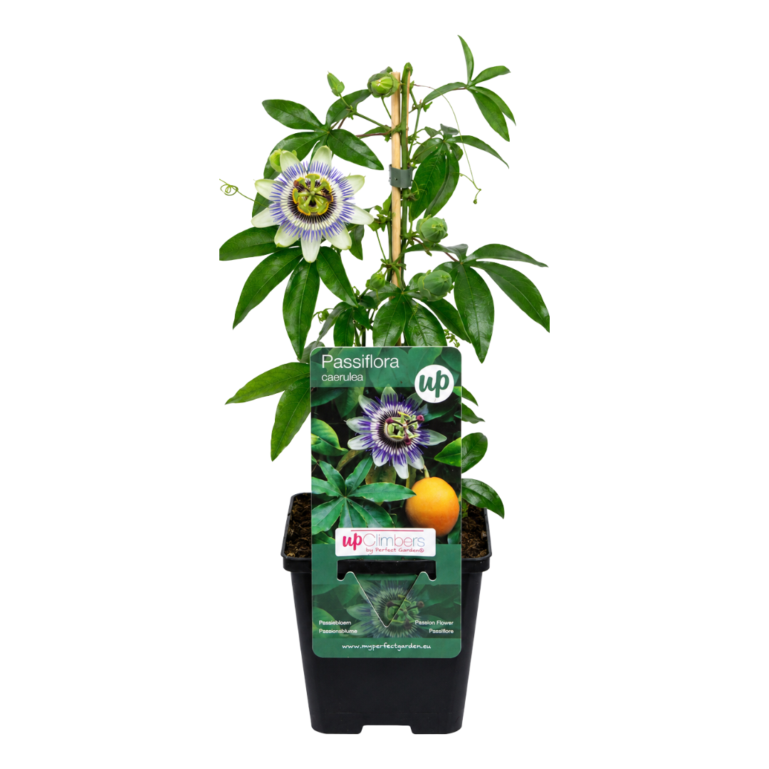 6x Passiflora caerulea (Passion Flower) – P9 Pot – Exotic Flowering Climbing Plant