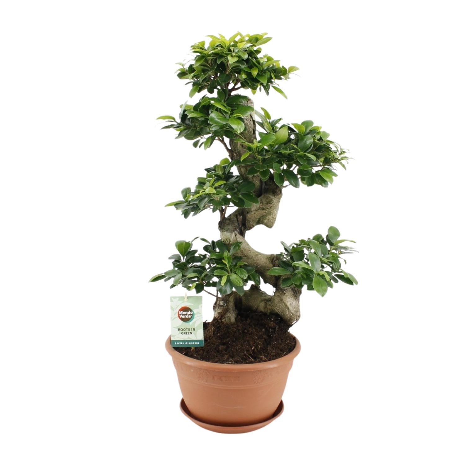 Desk Plants - Small Office & Indoor Plants