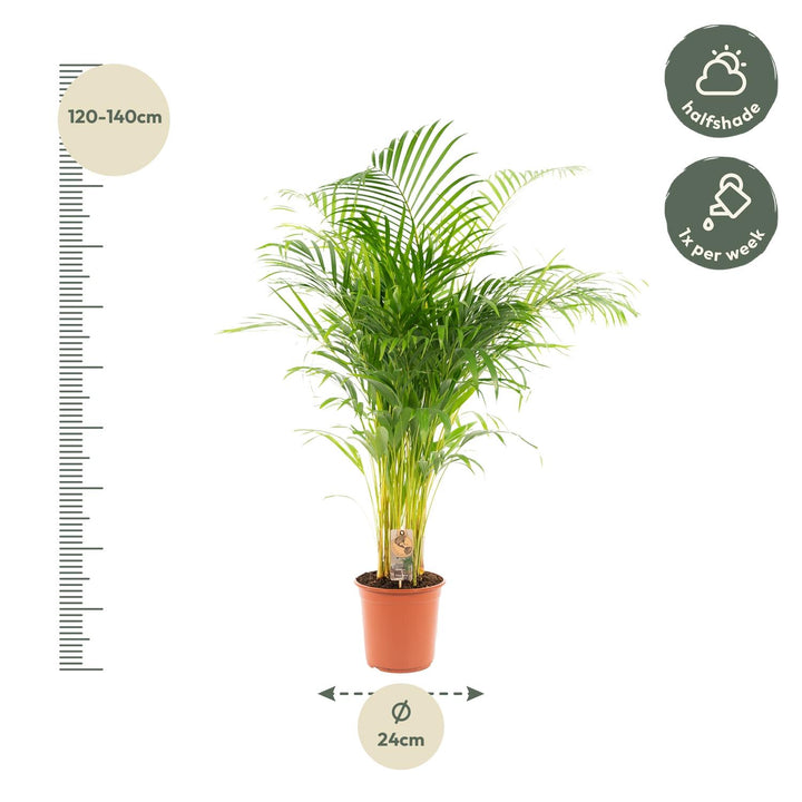 Areca Palm Plant 130cm - Air Purifying Indoor Houseplant