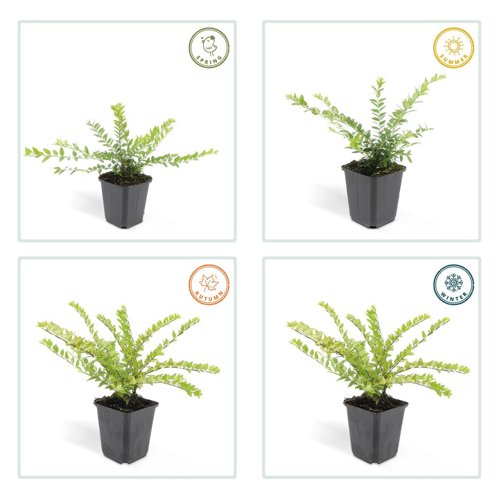 48x Lonicera nit. 'Maigrün' - ↕10-25cm - Ø9cm