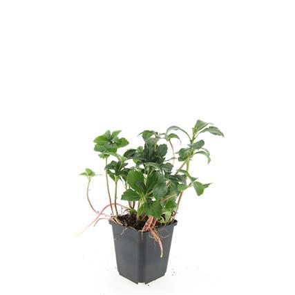 48x Pachysandra terminalis 'Green Sheen' - Evergreen Ground Cover - 9cm Pot