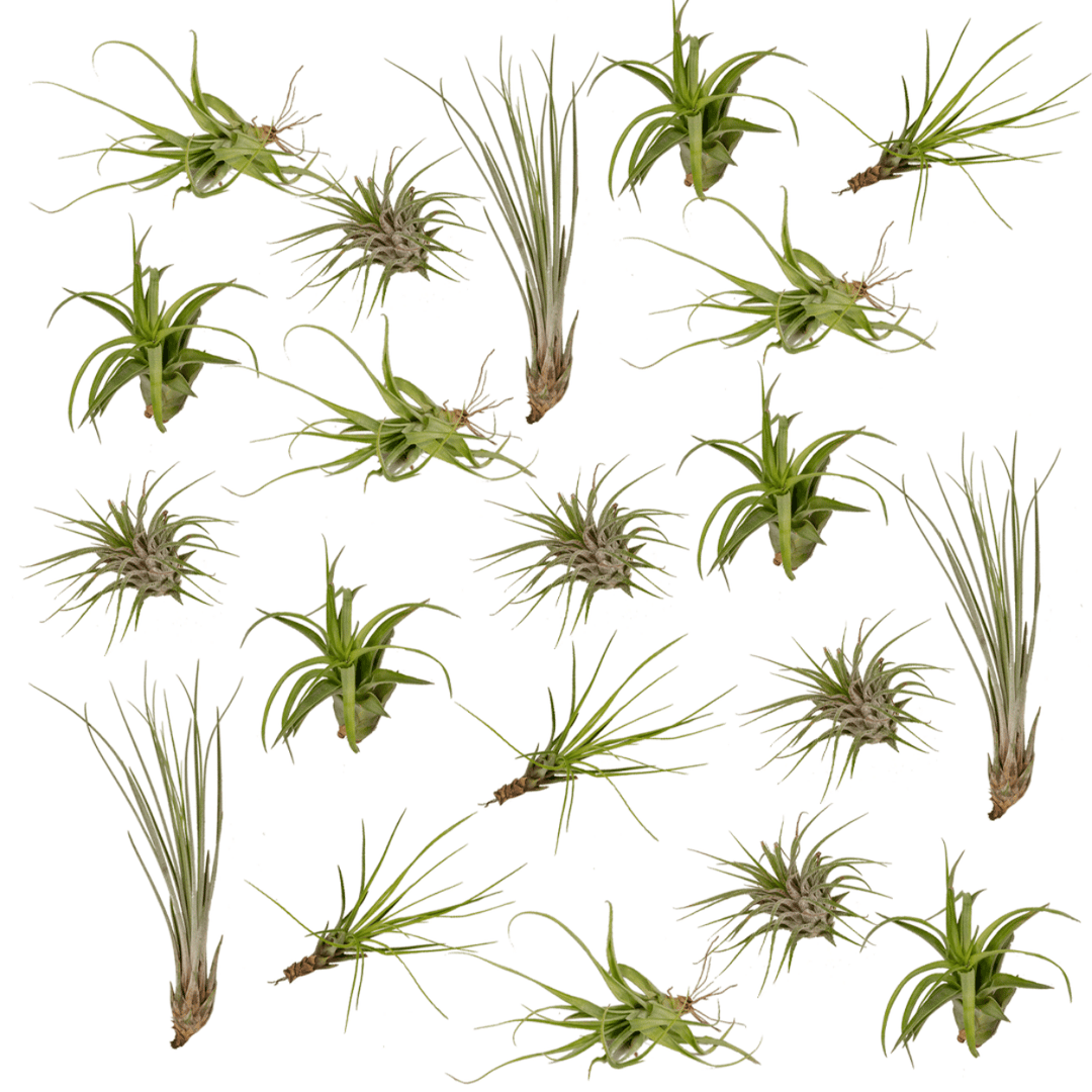 Everspring - Tillandsia Air mix - 20 pieces - 6 cm - ø6