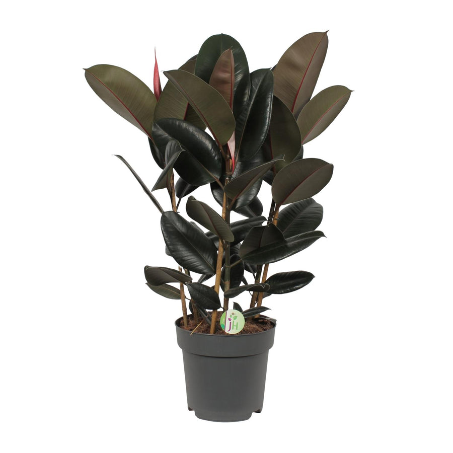 Ficus Abidjan indoor tree with glossy green leaves, 90cm tall, by Everspring, ideal for bright indirect light.