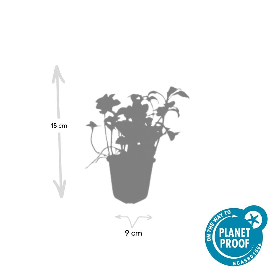 48x Pachysandra terminalis 'Green Sheen' - Evergreen Ground Cover - 9cm Pot