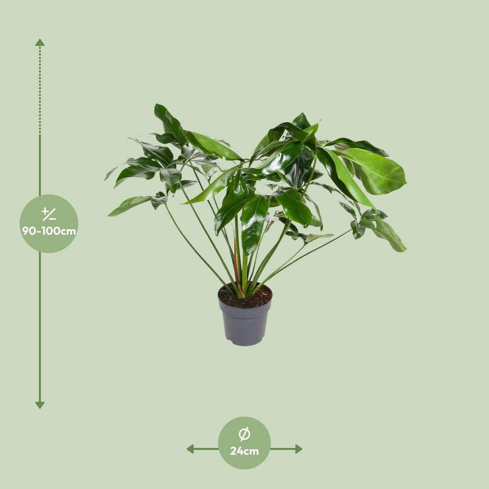 Philodendron Green Wonder indoor plant, 100cm tall in a 24cm pot, featuring lush green leaves, by Everspring.