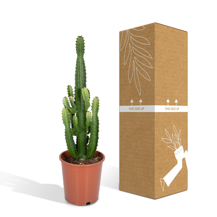 Everspring Euphorbia Acrurensis cactus in a 24cm pot, 60cm tall, featuring spiky green stems and a desert plant style.