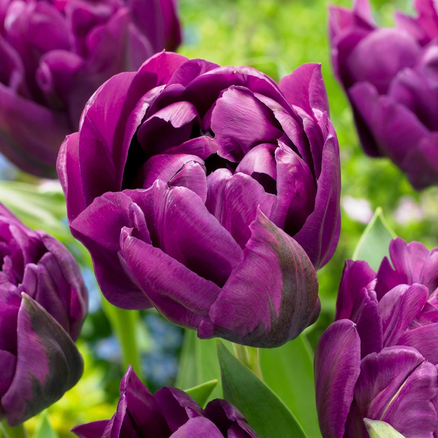 Tulipa Double Lilac bulbs, pack of 96