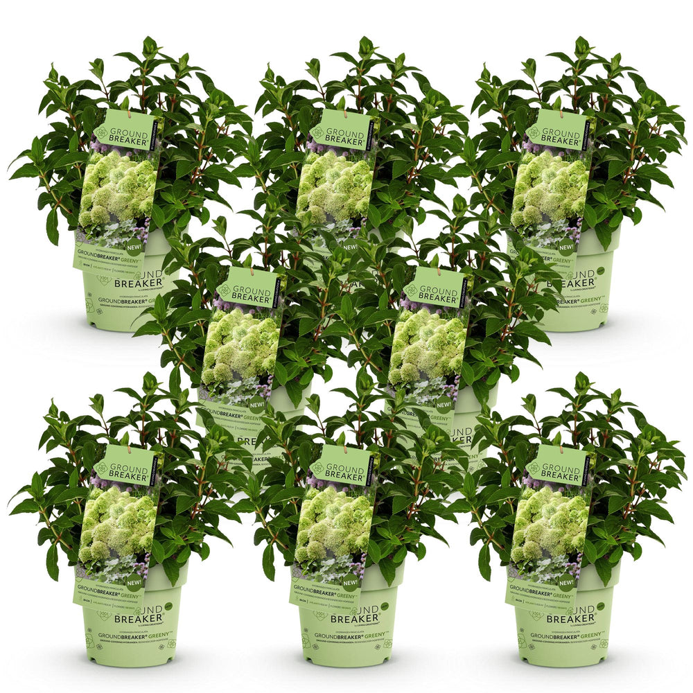 48 Hydrangea paniculata Groundbreaker Greeny plants in 14cm pots - view 2