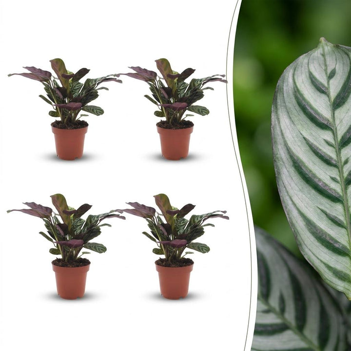 Ctenanthe Burle Marxii - Fishbone Prayer Plant - 4 Plants - Pot 12cm - Hoogte - 30cm