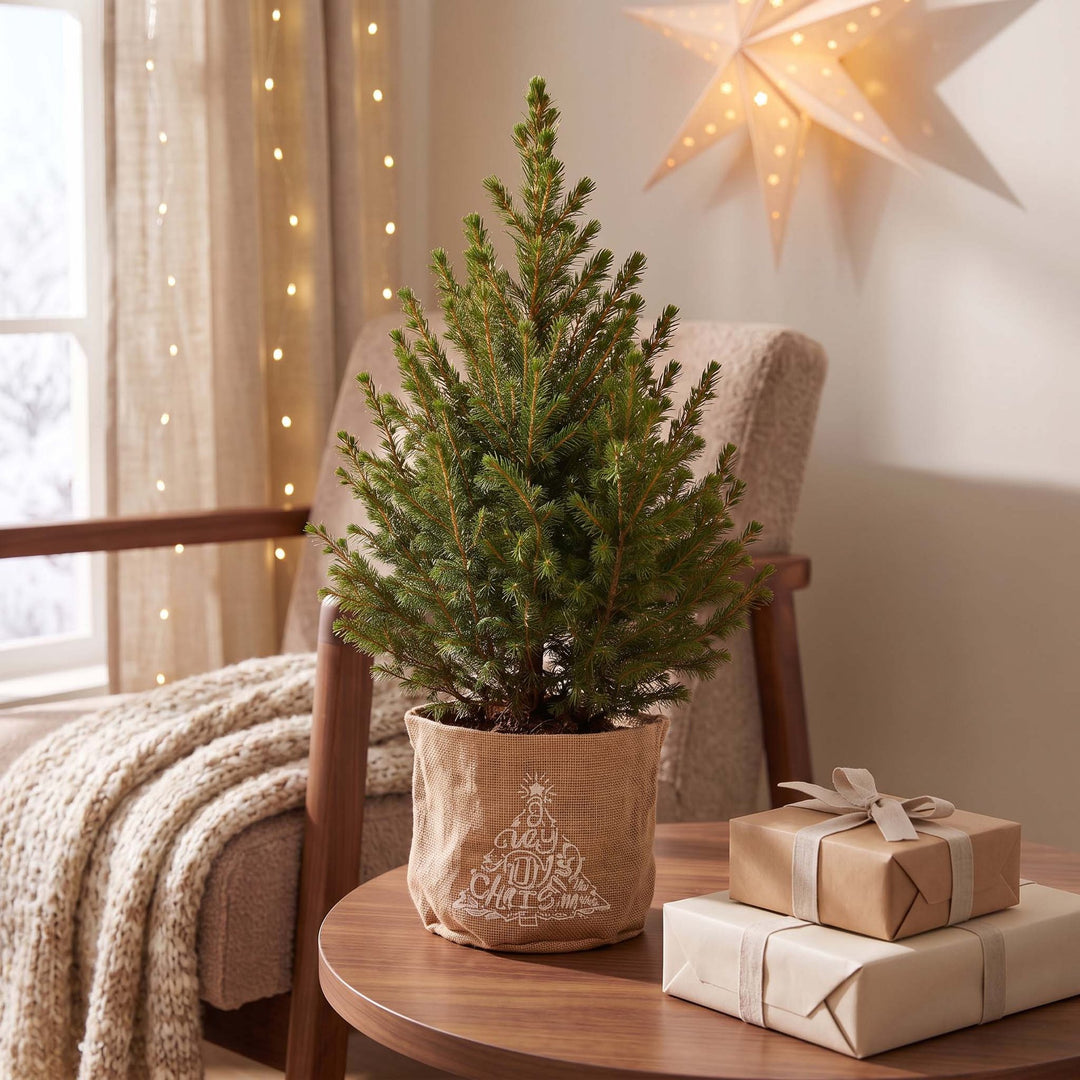 Pack of 4 potted dwarf spruce Christmas trees, 65cm in 17cm pots with a jute bag - view 3