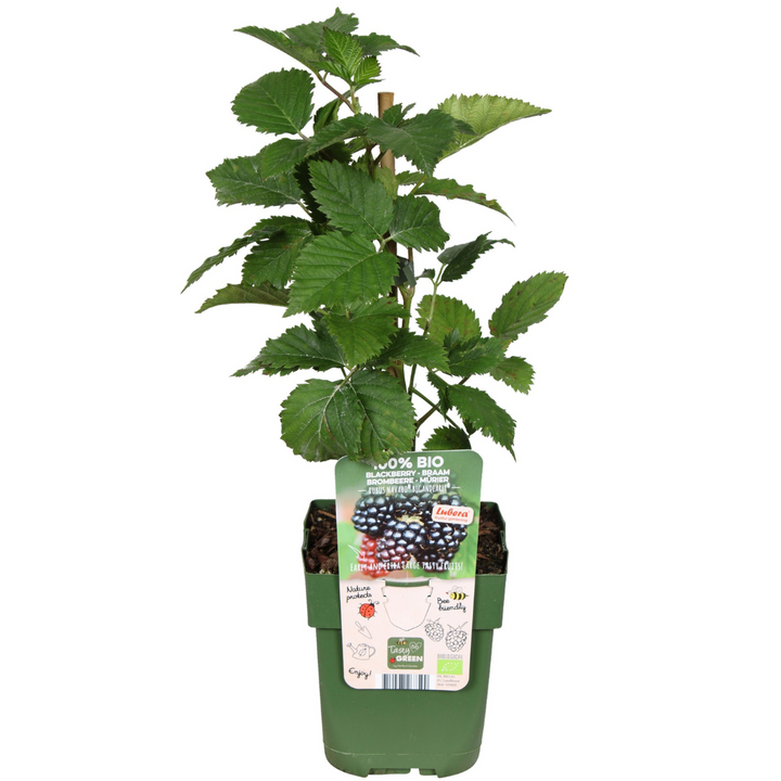 Organic Berry Fruit Plant Collection | Grow Your Own Fruit Starter Kit