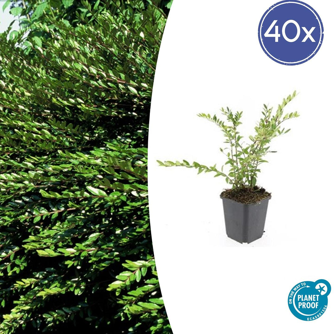 40x Lonicera pileata Evergreen Ground Cover - 10-25cm - Ø9cm