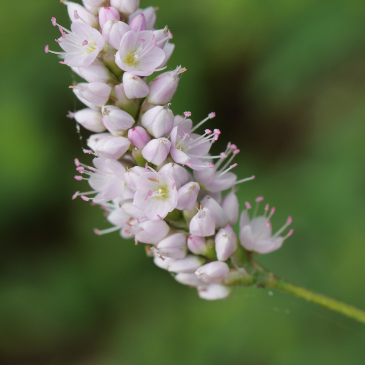 60x Persicaria bistorta 'Superba' - ↕10-25cm - Ø9cm
