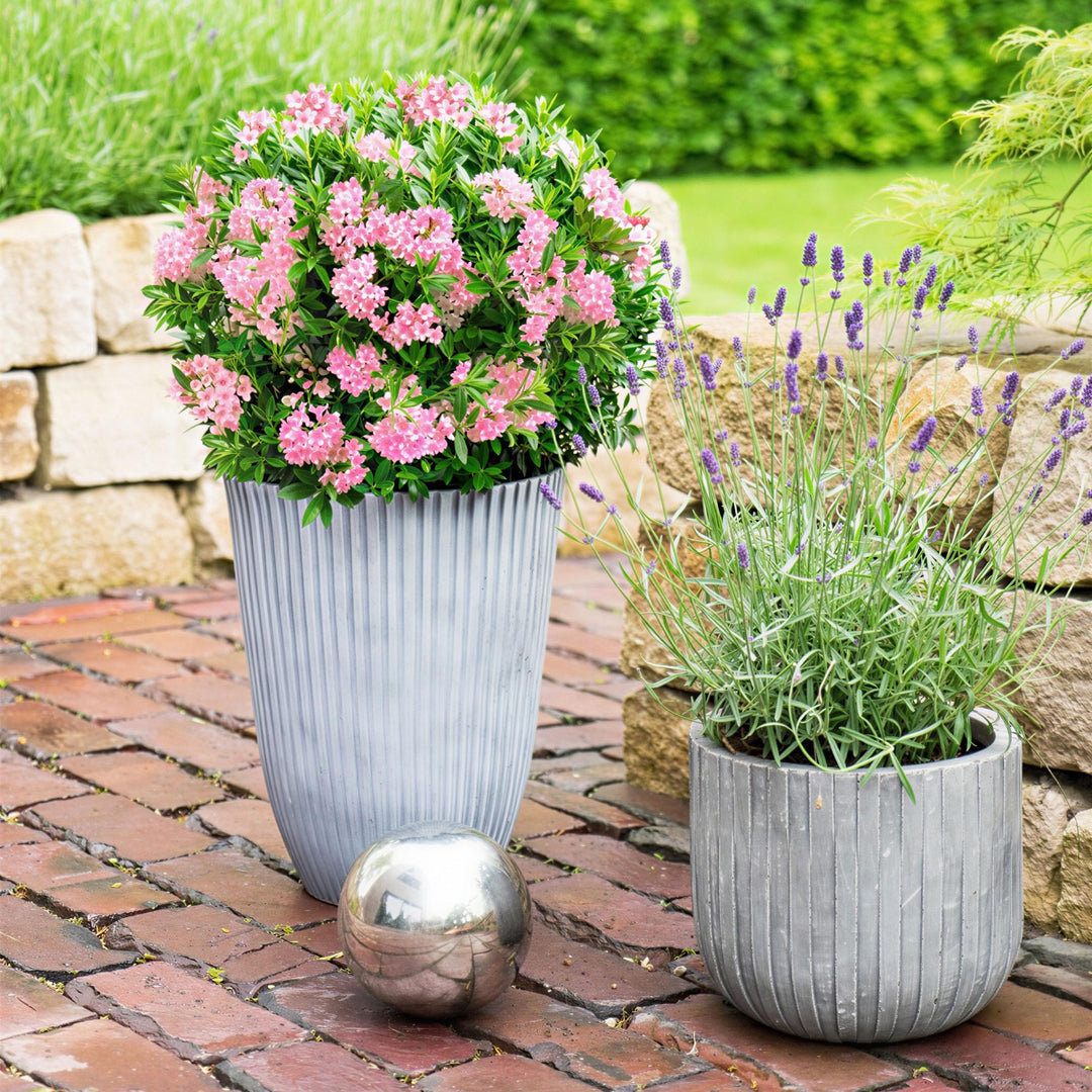 2 Rhododendron Bloombux Magenta plants in 23cm pots, 45-55cm tall - view 5