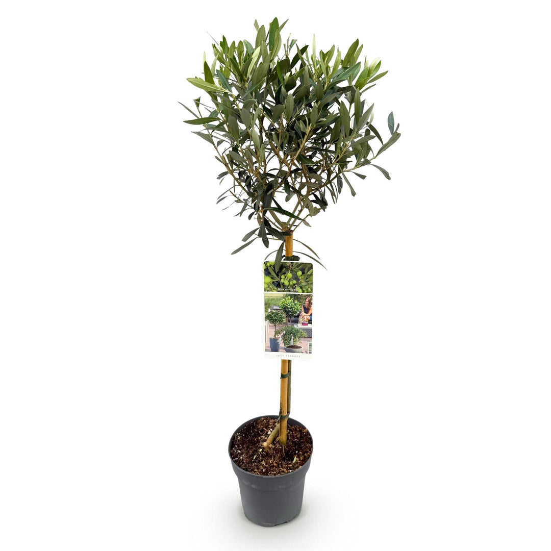 Olea Europaea olive tree on stem 90cm — single woody trunk with rounded canopy of grey-green olive leaves in a Ø19cm pot, evergreen terrace and balcony tree