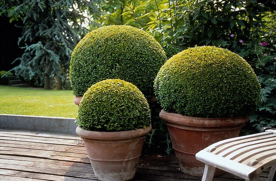 60 Buxus Sempervirens boxwood plants, 10-25cm tall, lush green evergreen shrubs for landscaping by Everspring